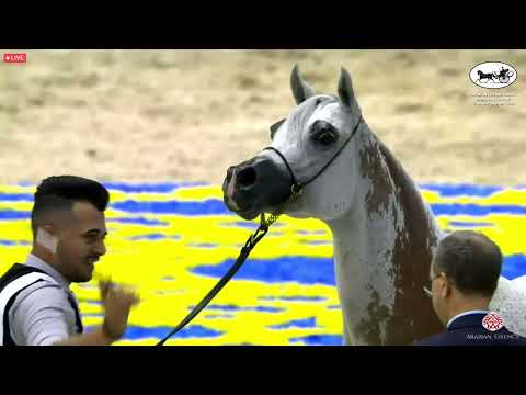 N 69 CETARA   Dubai International Arabian Horse Championship 2022   Mares 10+ years old Class 7