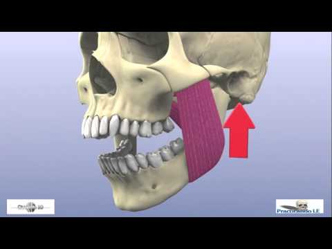 óriási perineum condyle