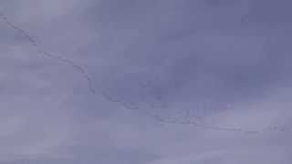 preview picture of video 'Bean and pink footed Geese flying into Cantley Marshes'