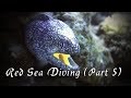 Red Sea Diving (Part 5)