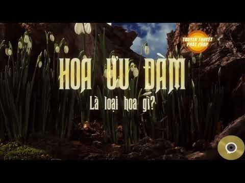 HOA ƯU ĐÀM CÓ THẬT HAY KHÔNG? Và vì sao được xem là biểu tượng nhà Phật?