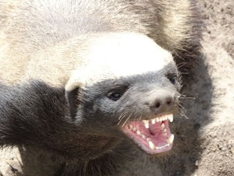 The meanest animal in the world- things you didn’t know about honey badgers