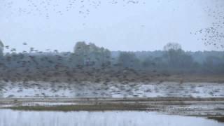 preview picture of video 'Ночевки птиц на Туровском лугу в пойме Припяти (в период весенней миграции)'