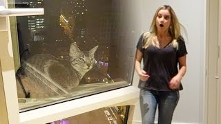 CAT FALLS OUT WINDOW PRANK