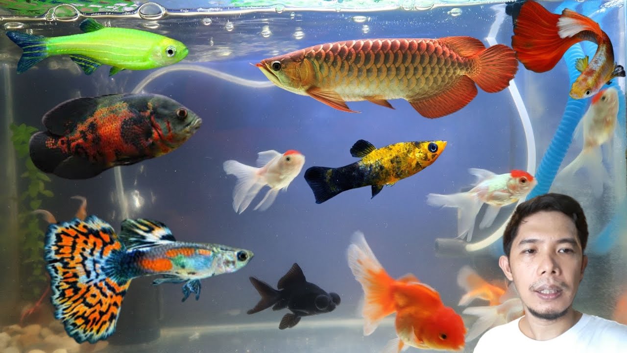 Putar video MAGAGANDANG ISDA NA PWEDENG ALAGAAN /RANDOM FISH TO KEEP sekarang MAGAGANDANG ISDA NA PWEDENG ALAGAAN /RANDOM FISH TO KEEP