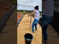 This Is How They Check Grain Quality Before Selling It ‍ Shorts