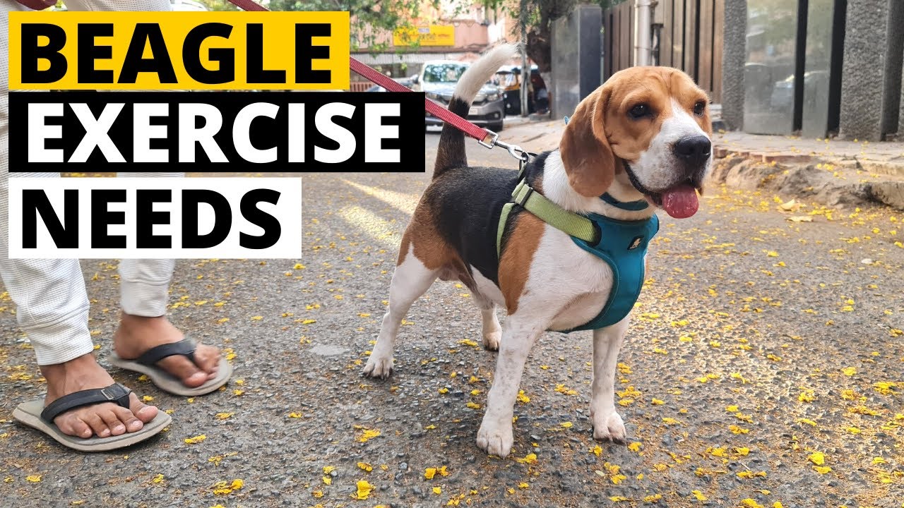 How much Exercise do Beagles Need?
