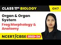Organ & Organ System, Frog Morphology & Anatomy - Structural Organisation in Animals | Class 11 Bio