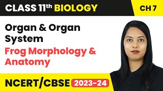 Organ & Organ System, Frog Morphology & Anatomy - Structural Organisation in Animals | Class 11 Bio