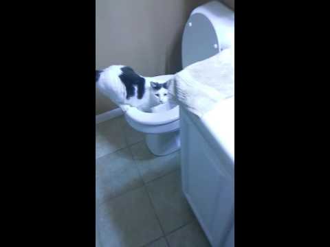My crazy cat drinking out of the toilet
