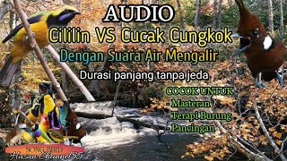 Download lagu Masteran Cililin VS Cucak Cungkuk Di Sertai Suara Air Mengalir mp3