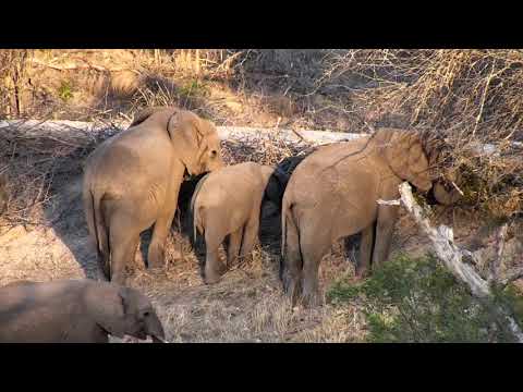 Djuma: Short Trunk female Elephant and her small herd - 17:22 - 10/09/18