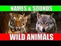 Wild Animals Names and Sounds for Kids to Learn | Learning Wild Animal
Names and Sounds for Children
