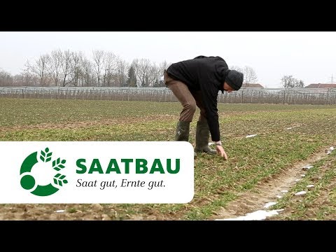 Gebt der Wintergerste (Stick-) Stoff!