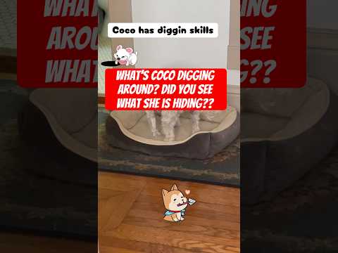 Coco is showing off some serious digging skills! #dogshorts #whitedog #funnydog #dogs #pets #fyp #yt