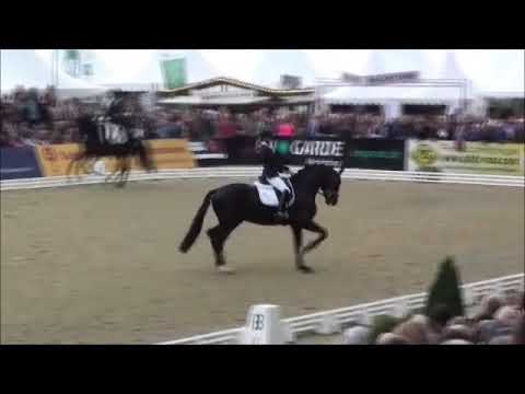 Secret Hengst - Bundeschampionat