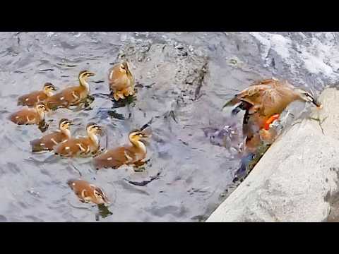 Ein Entenküken gibt nicht auf. Die Herausforderung der Entenmutter endet mit...