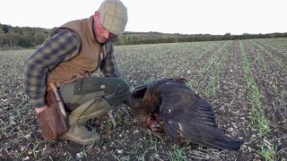 A Day on The Wolds with Golden Eagle, SAKO.