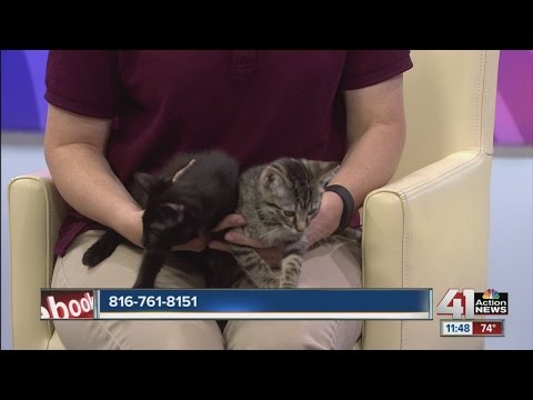 Bonded pair of kittens up for adoption