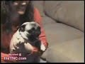 Perrito muy excitado