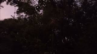 Download lagu Suara burung hantu celepuk - Buek mp3 Download lagu Suara burung hantu celepuk - Buek mp3