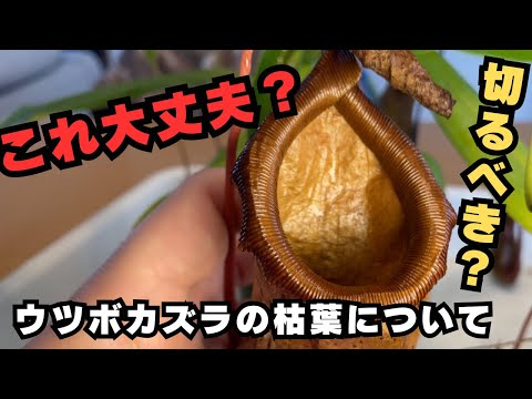 IUCN分類における絶滅の危険性を示す図。