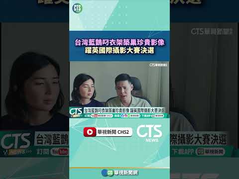 台灣藍鵲叼衣架築巢珍貴影像　躍英國際攝影大賽決選｜華視新聞 20261018 #shorts @CtsTw