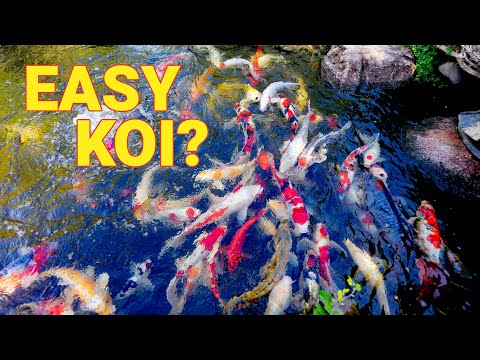 Keeping Koi is EASY! 3 Tips BEFORE You Get Started
