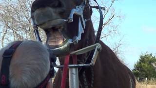 Equine Dentistry Floating Horse Teeth Part 2 of 6 - Teeth Inspection and Filing Work On Mr. T