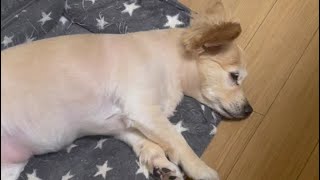 @すねる犬