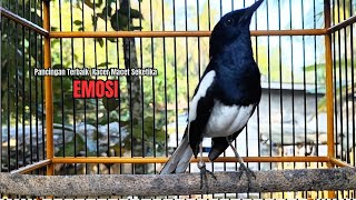 Download lagu SUARA BURUNG kacer gacor NGEPLONG Pagi Hari ini paling AMPUH buat PANCINGAN KACER agar EMOSI mp3