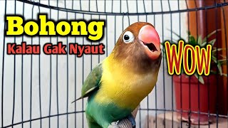 Download lagu LB FIGHTER NGEKEK PANJANG MEMANGGIL PANCING EMOSI LAWAN, LOVEBIRD YANG DENGAR LANGSUNG NYAUT NGEKEK mp3 Download lagu LB FIGHTER NGEKEK PANJANG MEMANGGIL PANCING EMOSI LAWAN, LOVEBIRD YANG DENGAR LANGSUNG NYAUT NGEKEK mp3