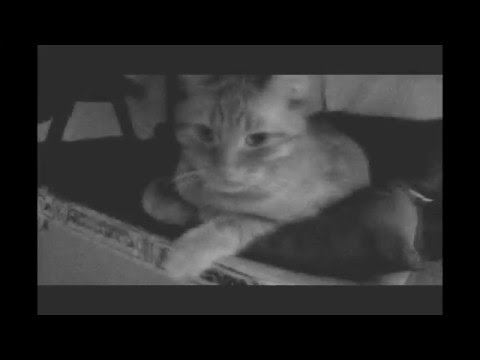 Adrian Klimkiewicz  - Prison ( Official Video )