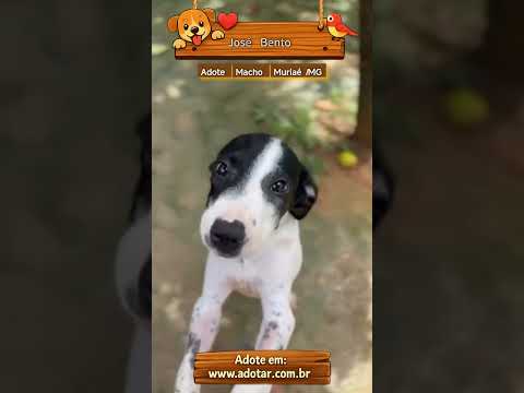 Vídeo de José Bento