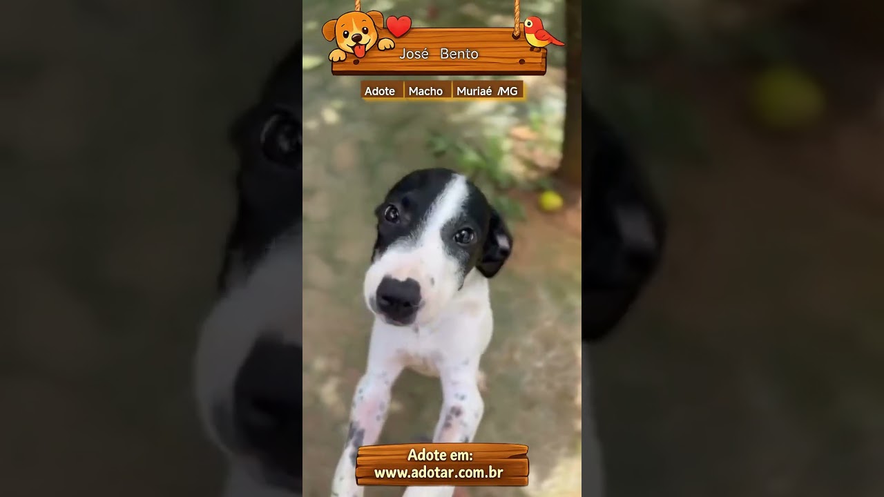 Cachorro raça SRD-ViraLata idade 2 a 6 meses nome José Bento