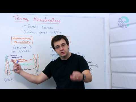 Tecidos meristemáticos