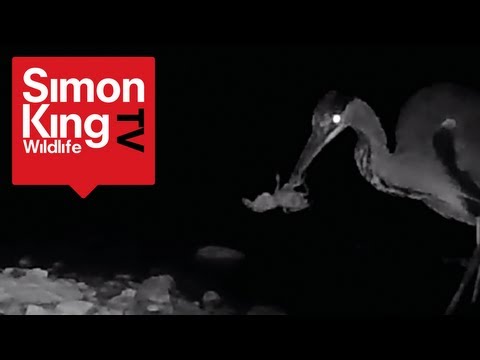 Heron Hunts at Night - Catches a Crayfish.