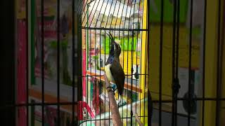 Download lagu yang dipadati burung sogon isian yang mewah #sogokontongjuara #kicaumaniaindonesia #muraibatuindonesia mp3