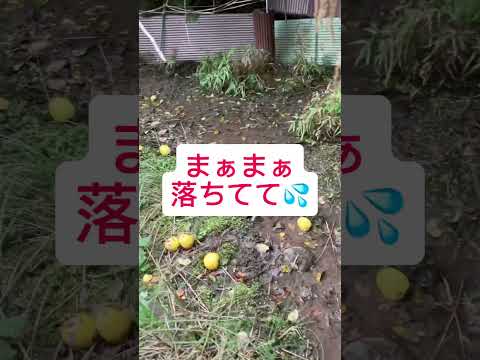 庭にエキゾチックな香りを吹き込むために、カリンの木をいつ剪定すればよいでしょうか?  庭園