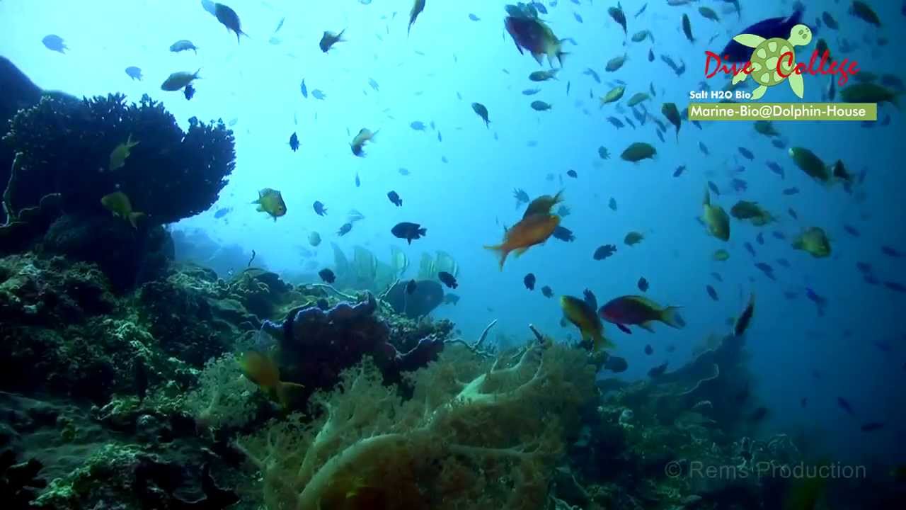 Experience the underwater world at Tongo Point Marine Sanctuary with the diving tour.