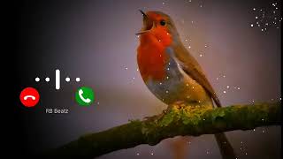 Download lagu Nada dering kicau burung mp3 Download lagu Nada dering kicau burung mp3