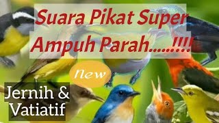 Download lagu SUARA PIKAT BURUNG KECIL JENIS APAPUN mp3