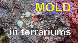 How to deal with mold in terrariums