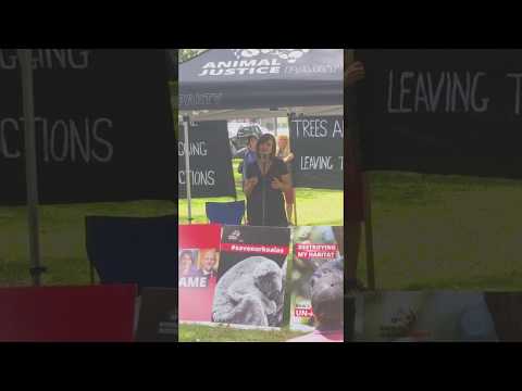 #koalas #protest  #environment #saveourplanet  #saveourenvironment #endangeredspecies