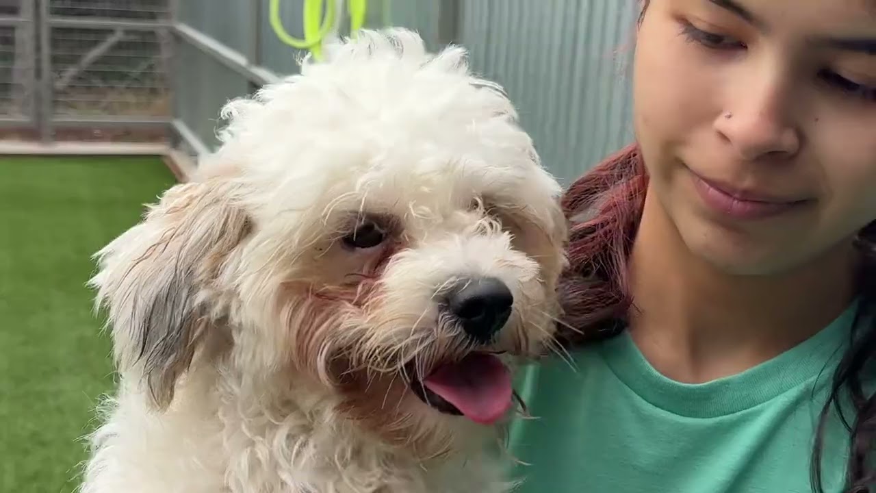 Remy — A Fluffy Cutie with a Playful Heart, a Adoptable mixed breed in St Augustine, FL video 6/6