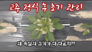 고추 정식 후 초기 관리 2편 속잎의 크기가 다 다르네?? 이것이 과연 문제가 있을까?…