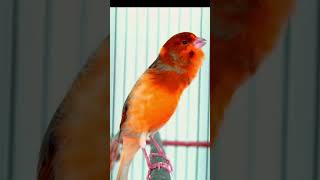 Download lagu Kenari Gacor Panjang Full Isian Mewah #kenari #kenarigacor #kenarigacorpanjang mp3 Download lagu Kenari Gacor Panjang Full Isian Mewah #kenari #kenarigacor #kenarigacorpanjang mp3