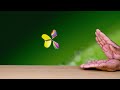 How to Make Flying Robot Butterfly DIY