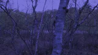 MYRKUR - Två Kongunbarn (Official Audio)