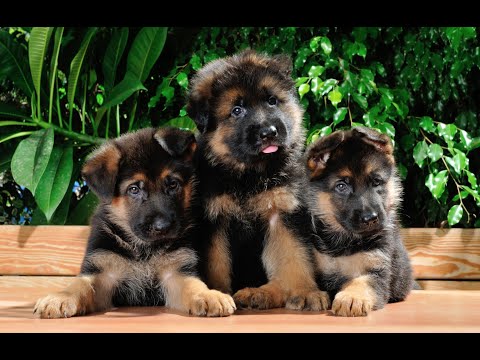 Спасли 7 жизней. Трогательная история из жизни щенков.